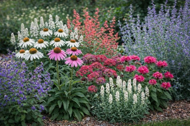 Zestaw 8 roślin długo kwitnących - mix bylin miododajnych