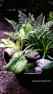 Leśne runo - zestaw roślin na balkon, taras oraz rabata w cieniu. 4 sadzonki