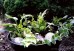 Leśny zakątek - zestaw roślin na balkon, taras i na rabatę w cieniu. 5 sadzonek