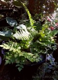 Leśny zakątek - zestaw roślin na balkon, taras i na rabatę w cieniu. 5 sadzonek