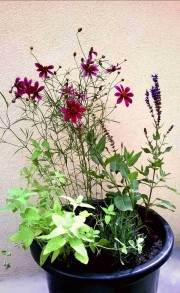 Pachnące Kwiaty - zestaw roślin na balkon, taras i do ogrodu. 4 sadzonki