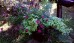 Pachnące Kwiaty - zestaw roślin na balkon, taras i do ogrodu. 4 sadzonki