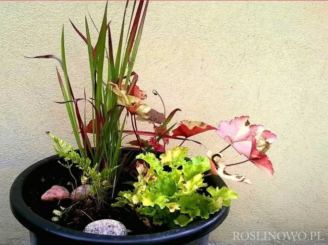 Trawki i Żurawki - zestaw roślin na balkon, taras i do ogrodu. 4 sadzonki.