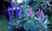 Zestaw roślin długo kwitnących na taras lub balkon - 9 sadzonek przetacznika w trzech kolorach