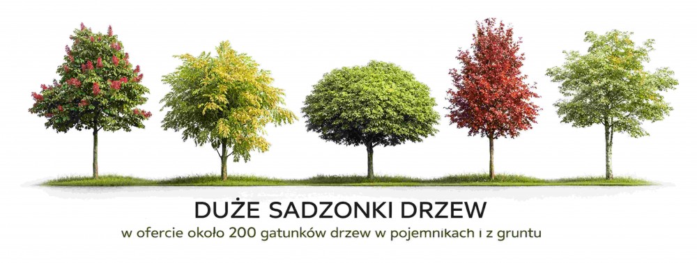 Duże sadzonki drzew