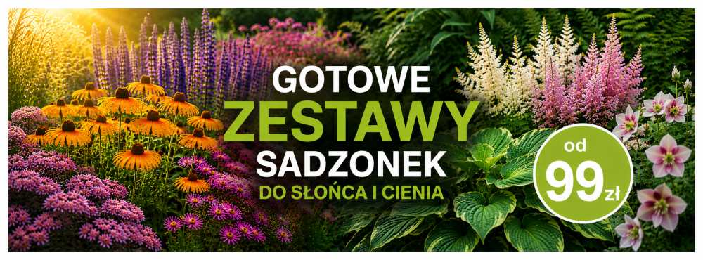 Duże sadzonki drzew