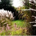 Miskanty – malownicze trawy ozdobne.