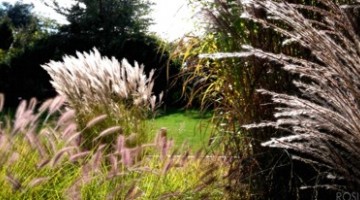 Miskanty – malownicze trawy ozdobne.