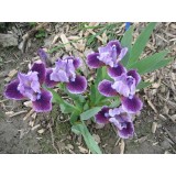 Irys bródkowy niski ‘Expectation’ (Iris x barbata)