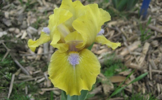 Irys bródkowy niski ‘Prank’ (Iris x barbata)
