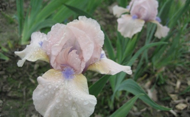 Irys bródkowy niski ‘Romy’ (Iris x barbata)