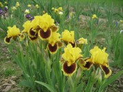 Irys bródkowy niski ‘Ultimate’ (Iris x barbata)