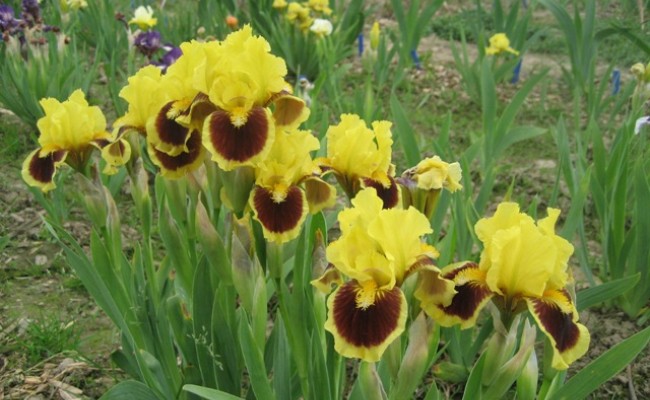 Irys bródkowy niski ‘Ultimate’ (Iris x barbata)