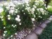 Gotowy projekt ogrodu - "Rabata różana white (biała)". Zestaw (Projekt + 21 sadzonek)