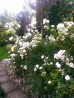 Gotowy projekt ogrodu - "Rabata różana white (biała)". Zestaw (Projekt + 21 sadzonek)