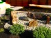 Gotowy projekt ogrodu - "Rabata w stylu japońskim". Zestaw (Projekt + 41 sadzonek)