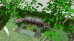 Gotowy projekt ogrodu (rabata) - "Pastelowa elegancja". Zestaw (Projekt + 65 sadzonek)