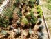 Gotowy projekt ogrodu - "Rabata prowansalska". Zestaw (Projekt + 38 sadzonek)