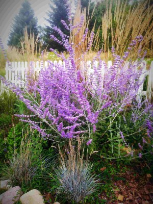 Perowskia łobodolistna 'Lacey Blue' (Perovskia atriplicifolia) - zestaw 10 sztuk