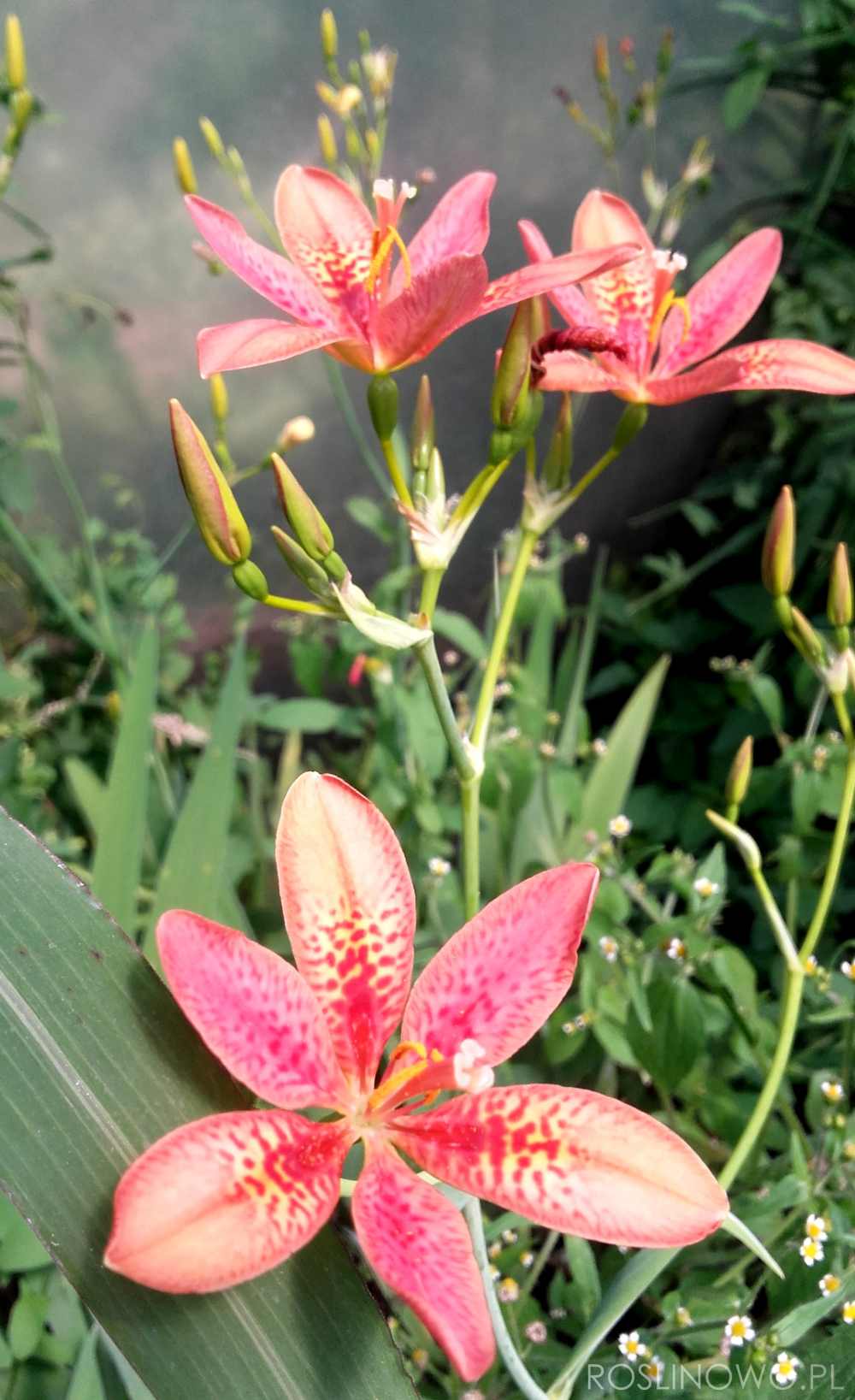 Pardakanda to bylina wieloletnia o niezwykłych kwiatach
