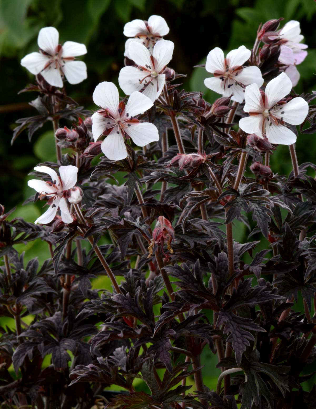 bodziszek łąkowy purple ghost - wieloletnia bylina ogrodowa o białych kwiatach i ciemno fioletowych liściach