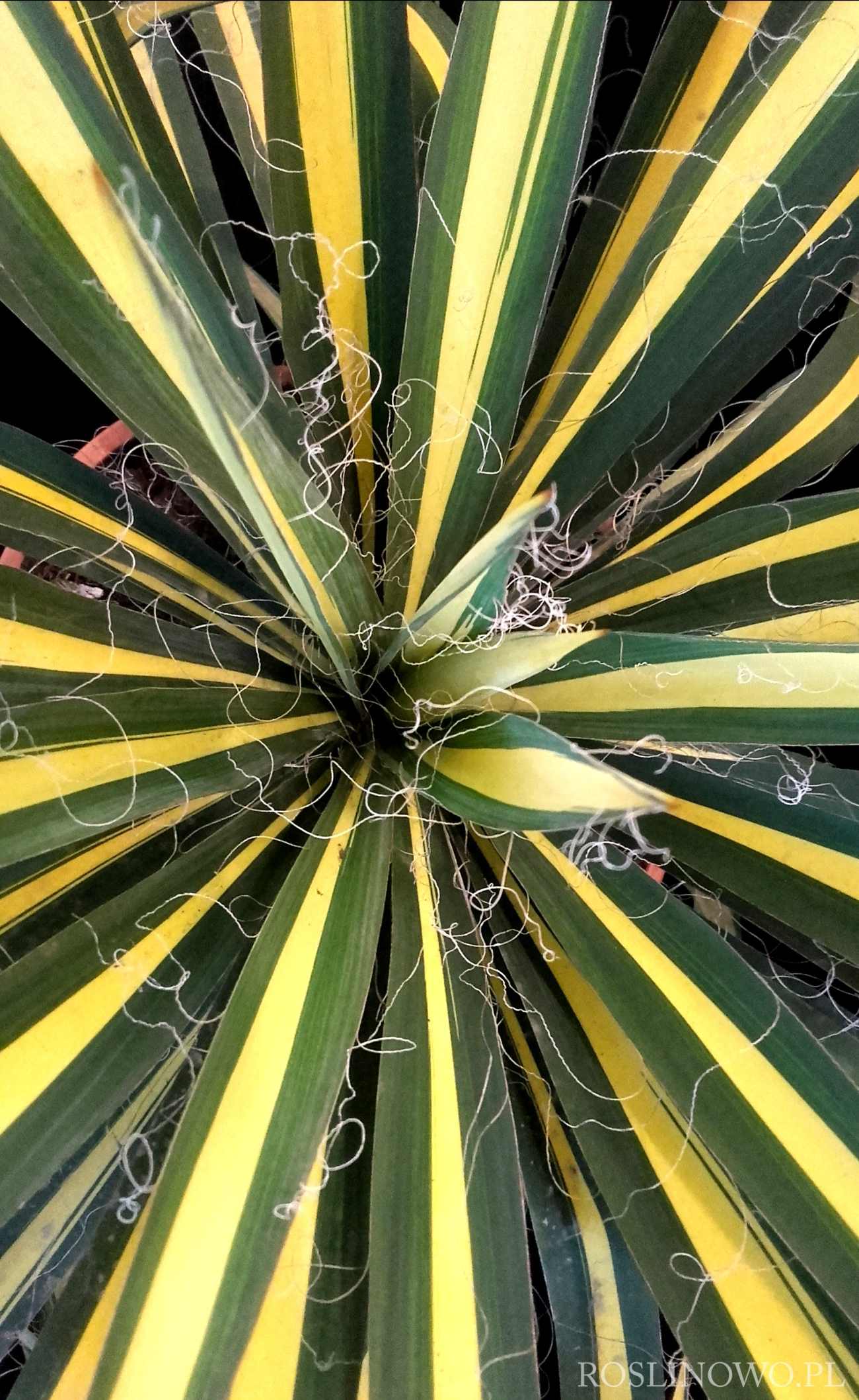 Juka karolińska Color Guard Yucca filamentosa 5
