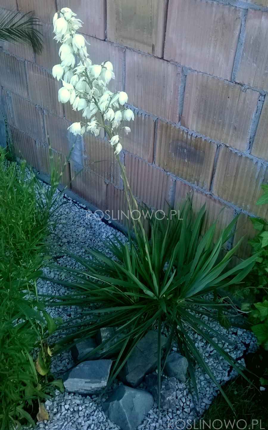 juka karolińska - bylina o dekoracyjnych liściach na stanowiska słoneczne