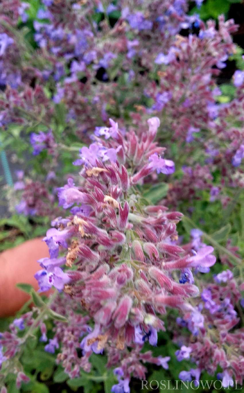 six hill giant nepeta