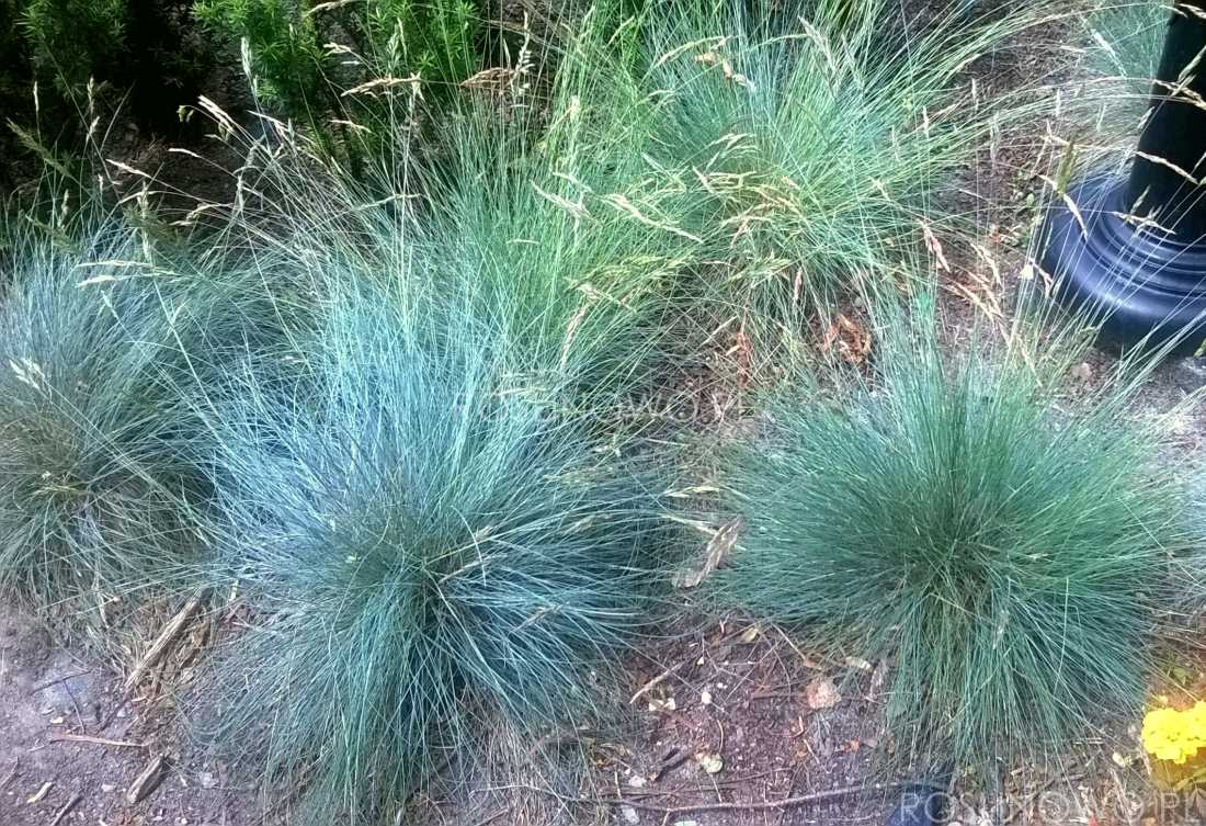 kostrzewa sina blue select - kolorowa trawa wieloletnia na stanowiska suche i słoneczne