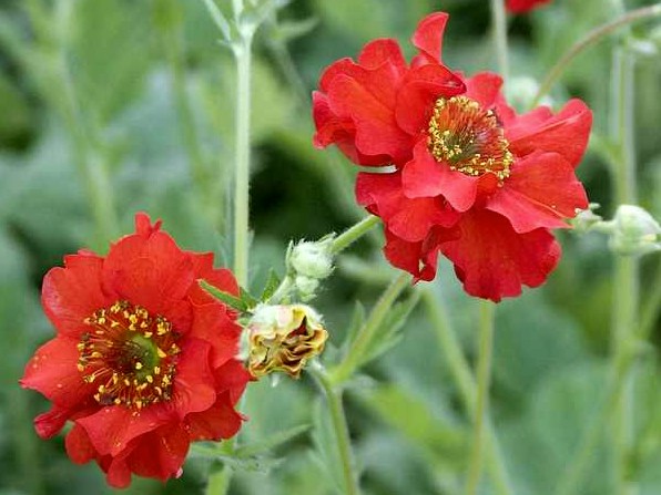 kuklik chilijski - ogrodowa roslina wieloletnia o czerwonych kwiatach
