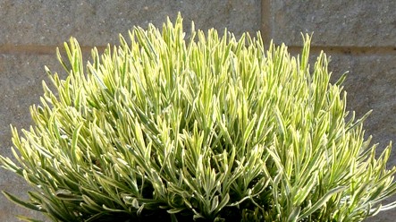 lawenda wąskolistna platinum blonde - zimozielona bylina o kepiastym pokroju na stanowiska gorące i słoneczne