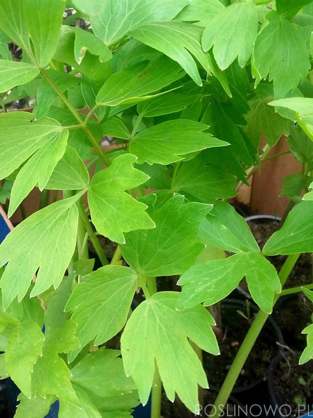 lubczyk ogrodowy - roślina przyprawowa jadalna
