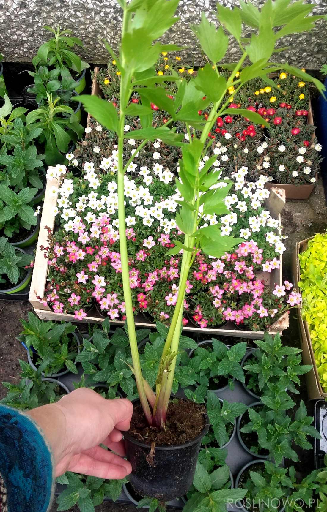 lubczyk - roślina ogrodowa o właściwościach leczniczych i kulinarnych