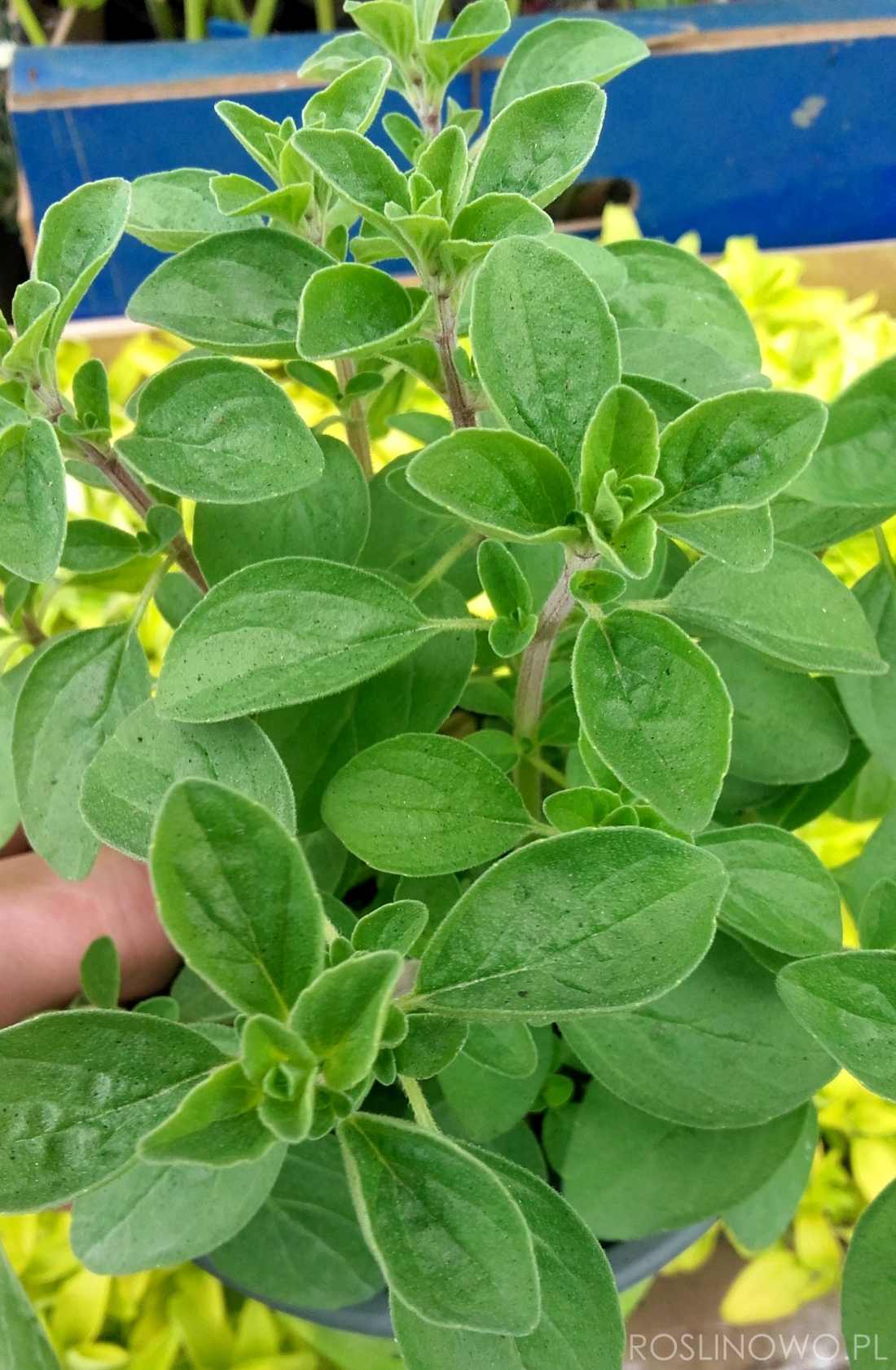 majeranek - roslina do ogrodó ziołowych i do uprawy w donicach i pojemnikach ozdobnych