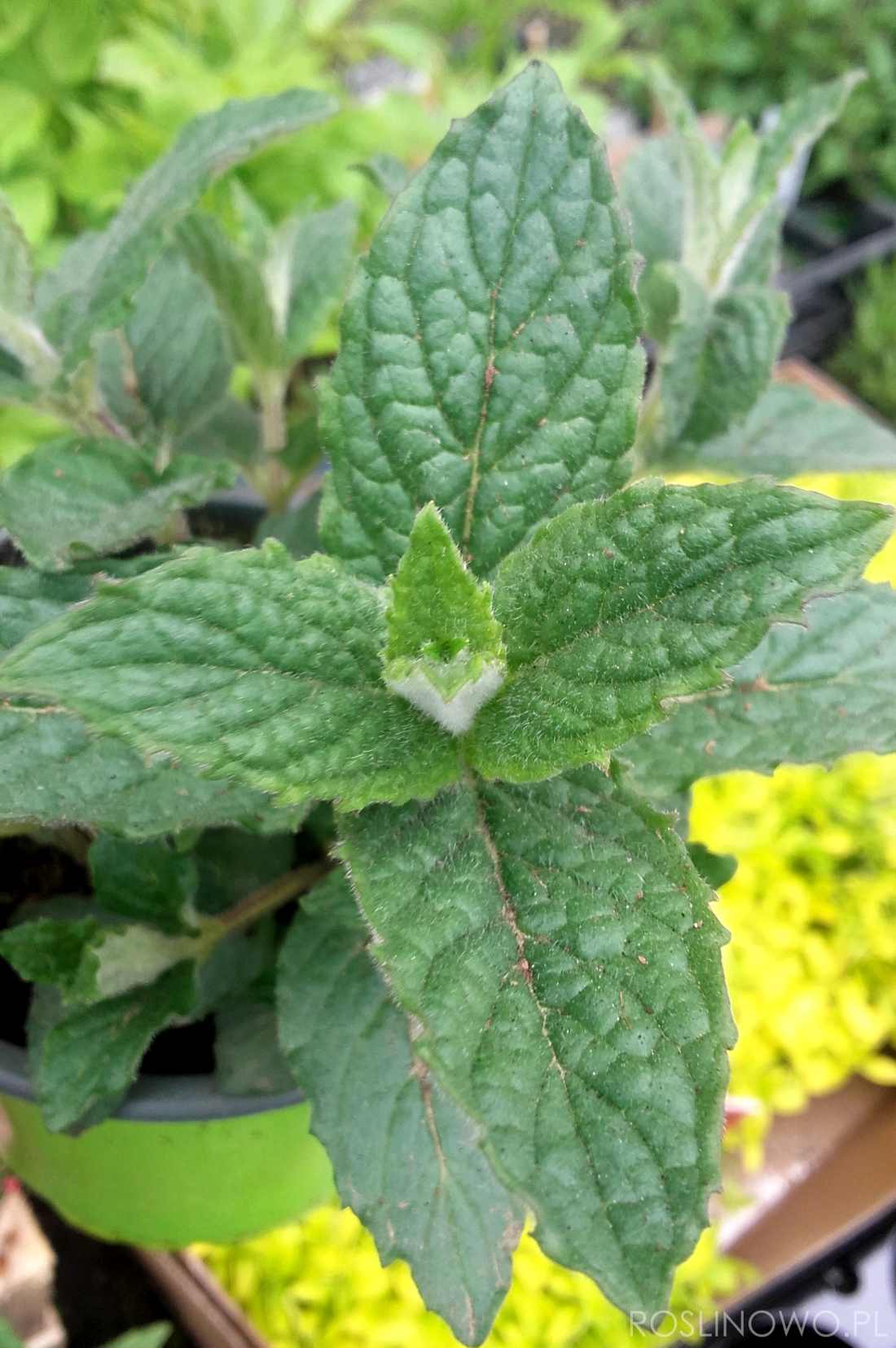 mięta kosmata - roślina zielna o właściwościach zdrowotnych