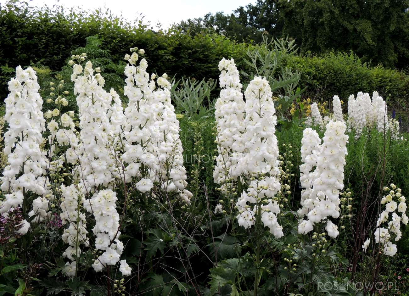 Ostróżka Pacific Galahad - bylina o białych okazałych kwiatach