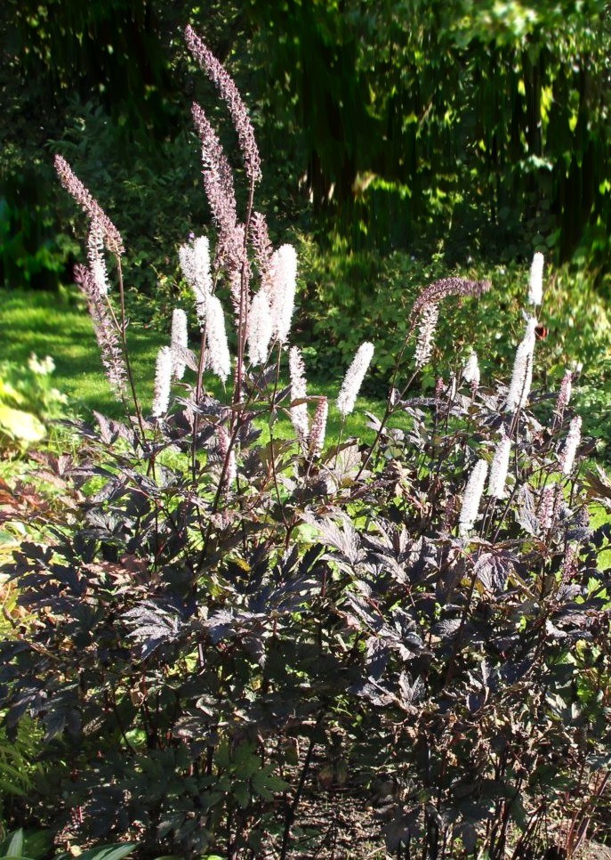 pluskwica carbonella - ciekawa bylina ogrodowa o wysokich walorach dekoracyjnych