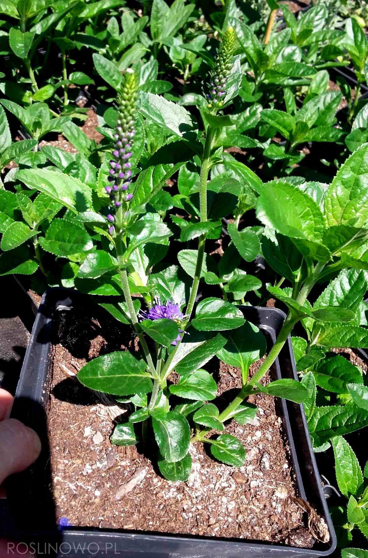 Przetacznik długolistny 'Marietta' (Veronica lngifolia) sadzonki 