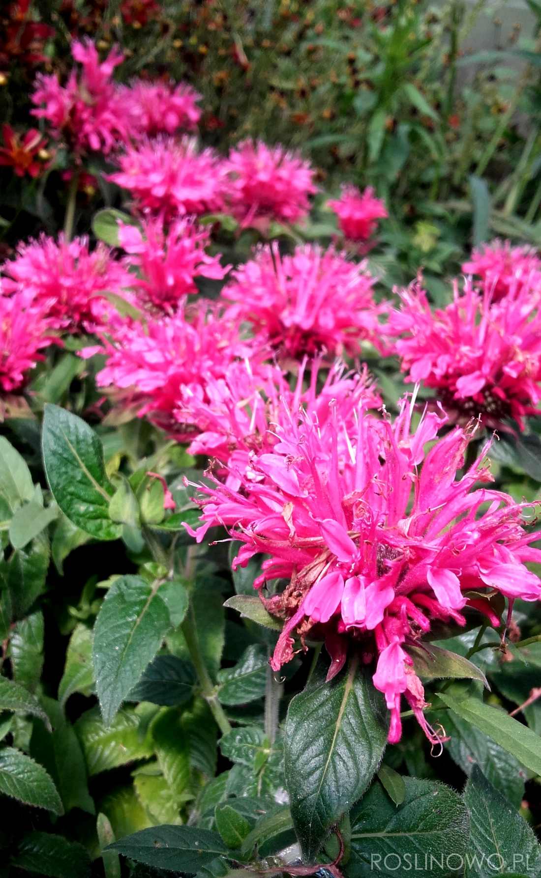 pysznogłówka pink lace w trakcie kwitnienia.