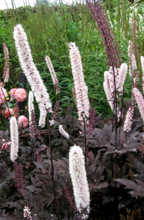 Клопогон pink spike фото