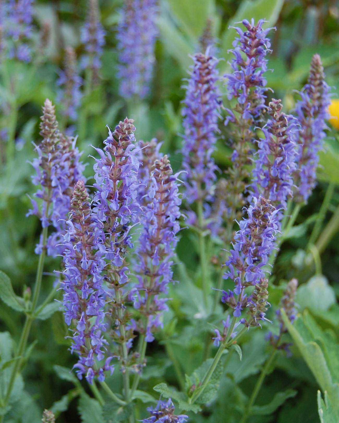 szałwia salute deep blue - wieloletnia bylina ogrodowa o niebieskich kwiatach