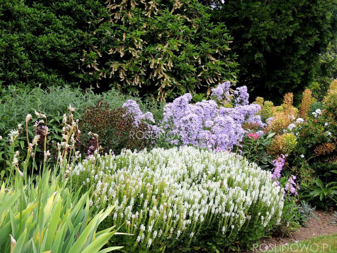 szałwia salute white - bylina ogrodowa o miododajnych kwiatach i kępiastym pokroju