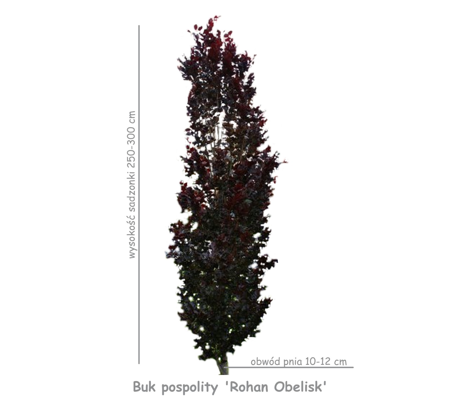 Buk pospolity 'Rohan Obelisk' sadzonka o obwodzie pnia 10-12 cm