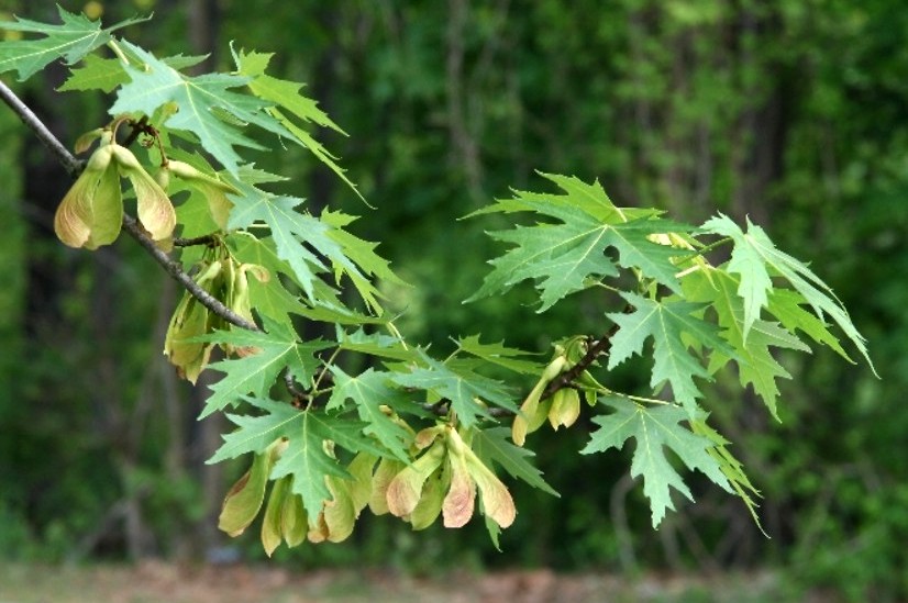 Klon srebrzysty Acer saccharinum