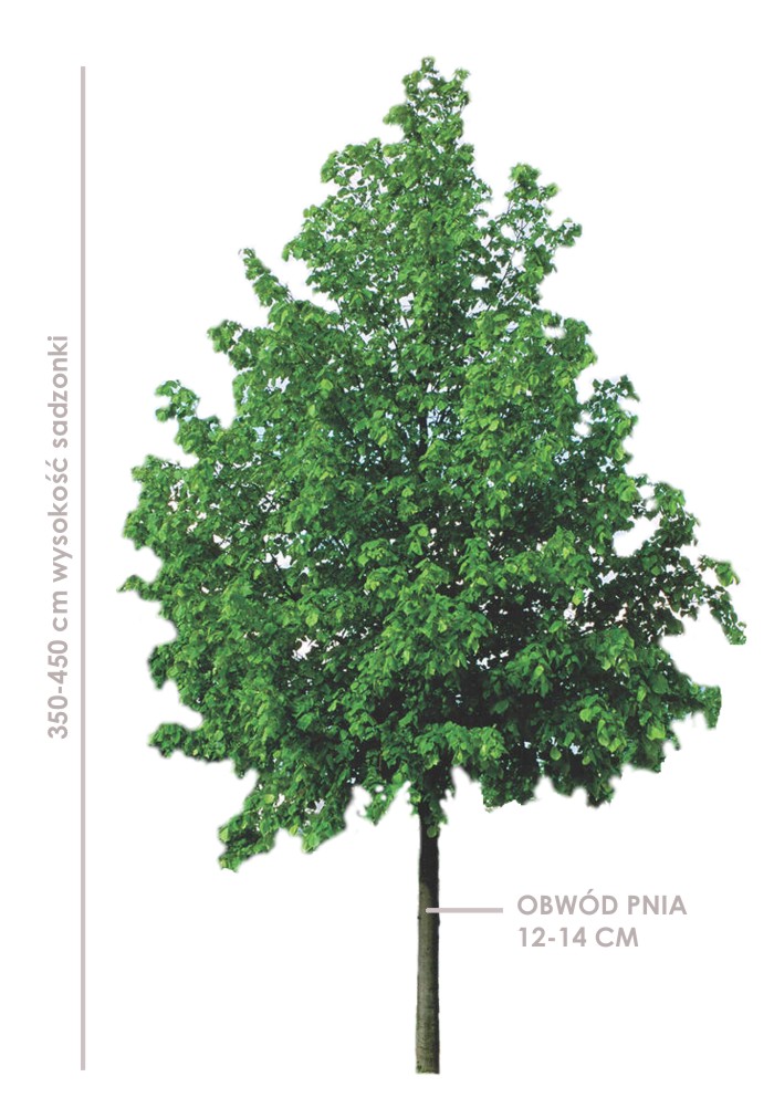 Lipa drobnolistna Greenspire (tilia cordata) 350-450 cm sadzonka