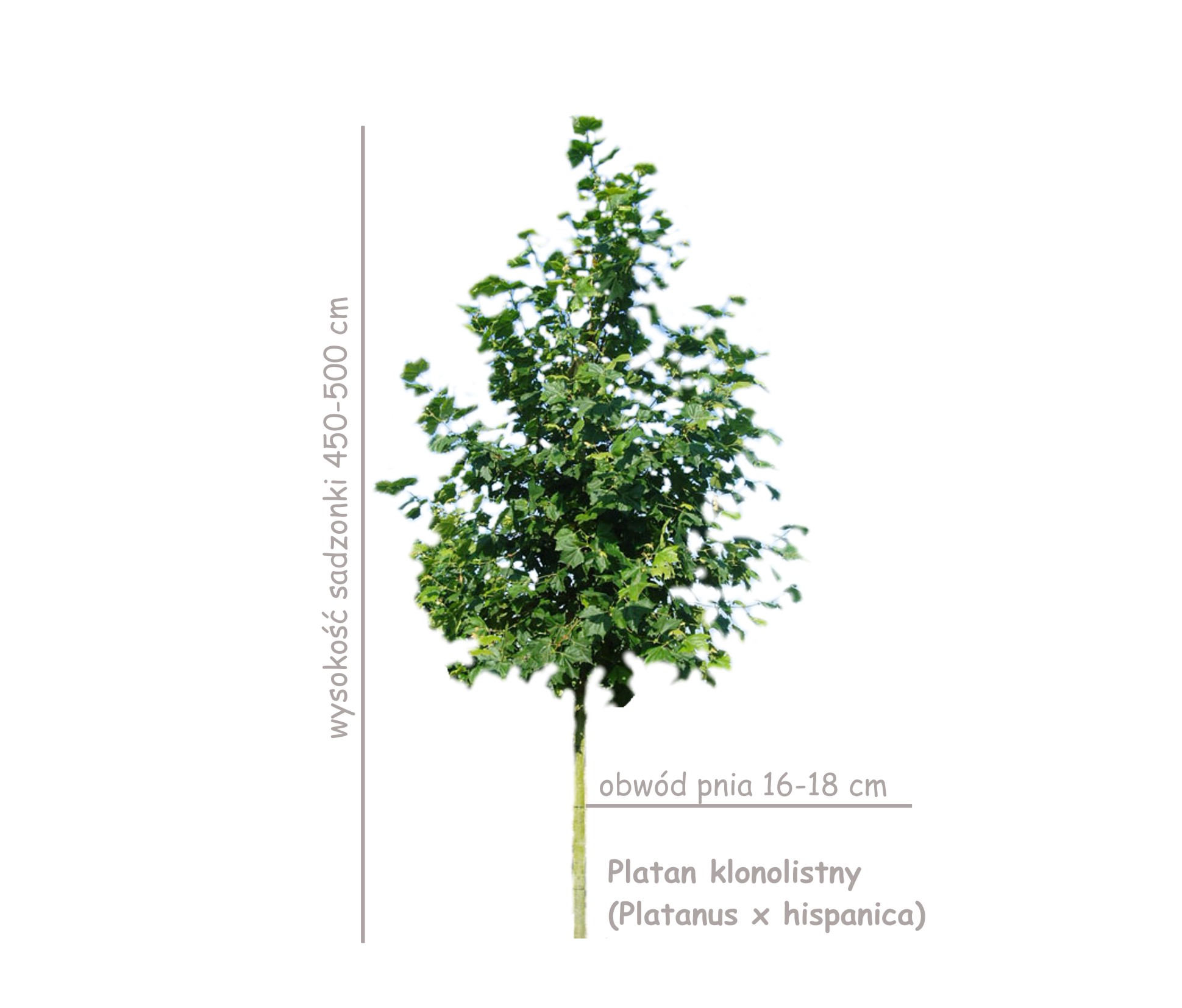 Platan klonolistny (Platanus x hispanica, acerifolia), sadzonka o obwodzie 16-18 cm