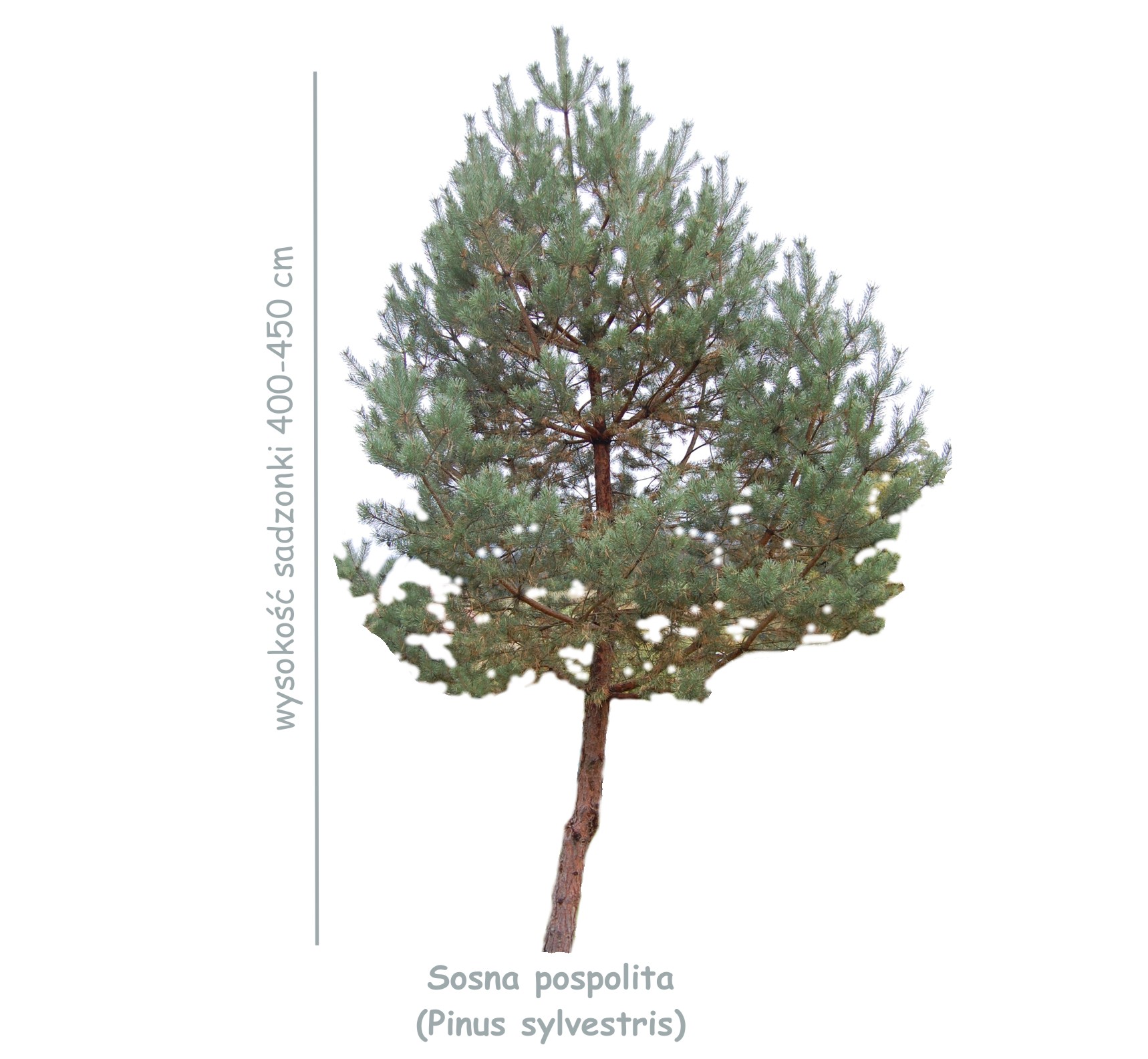 Sosna pospolita (Pinus sylvestris) sadzonka o wysokości 400-450 cm