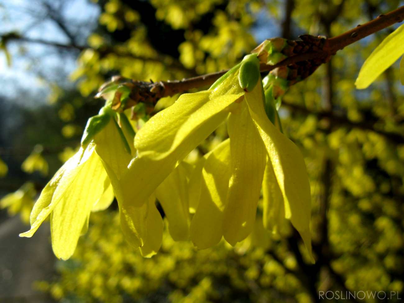 forsycja posrednia - wieloletni krzew ozdobny obficie kwitnący 