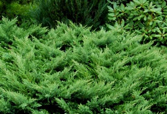 jalowiec sabinski tamariscifolia - iglasty krzew do malych ogrodow