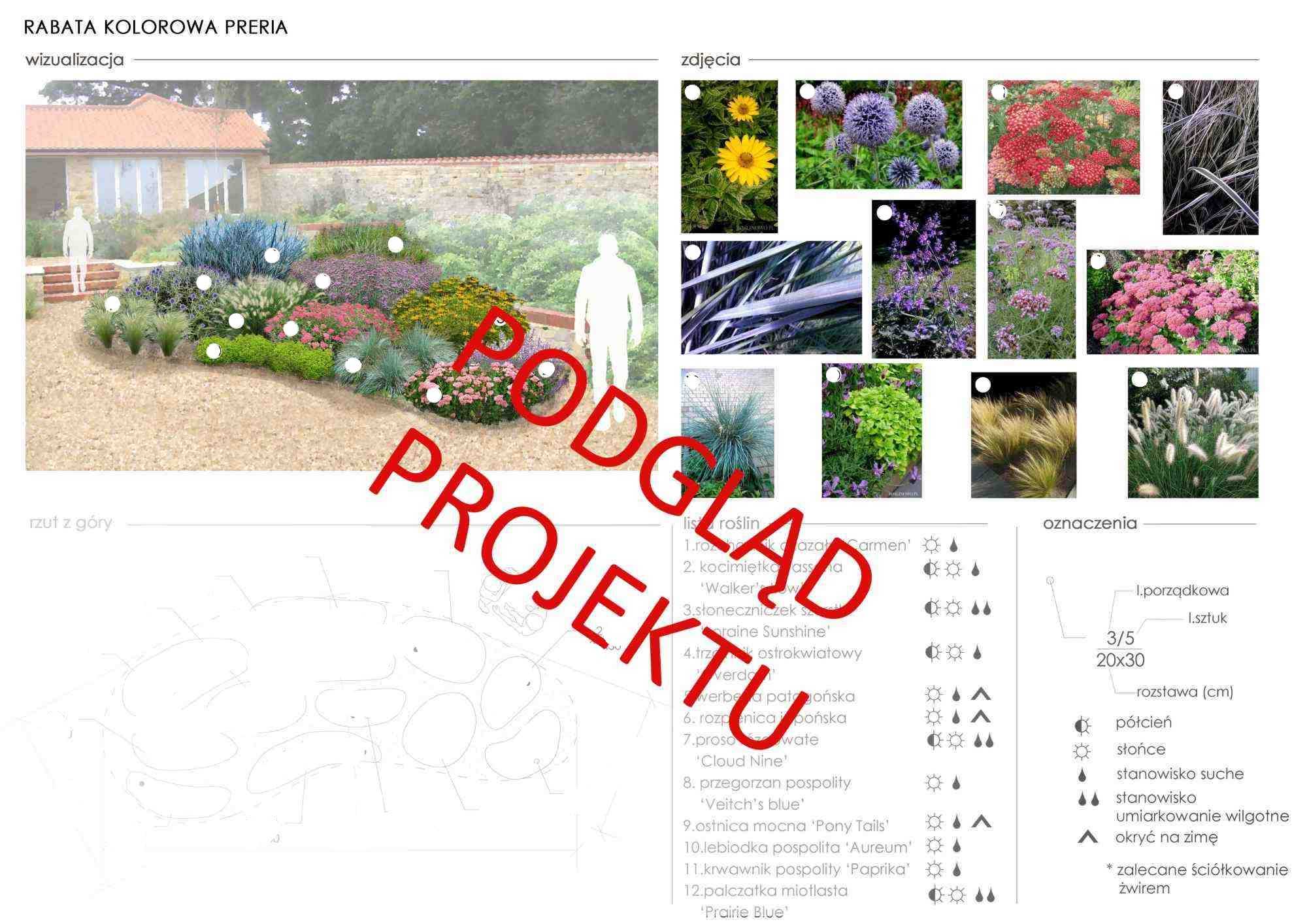 plan nasadzeń roślin do rabaty kolorowa preria